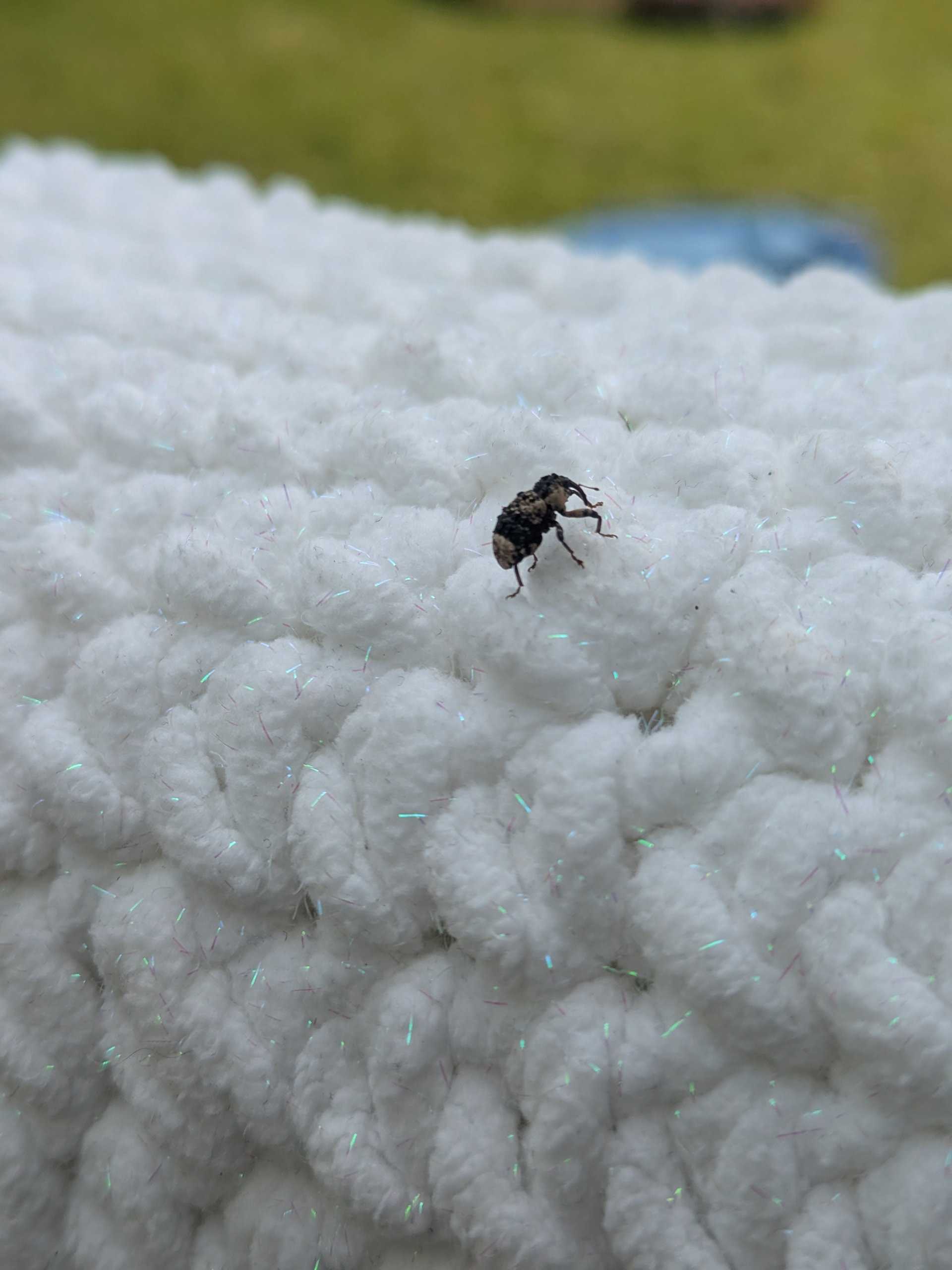 Bunny Hat - Bluebell